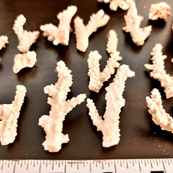 Bulk white coral branch pieces - Picture 4 of 4